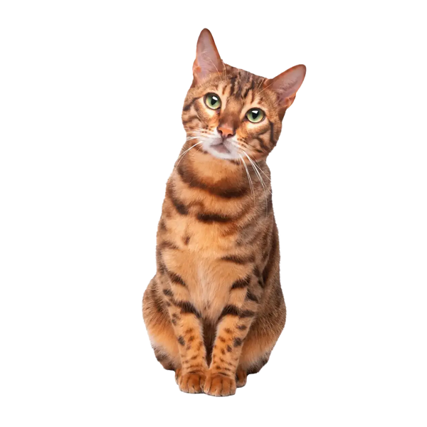 猫用品コレクションを見るための猫の画像