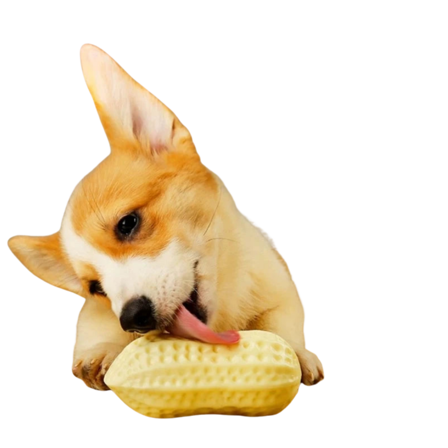 TPR素材の犬用ピーナッツ型サウンドトイ(歯みがき効果付き噛むおもちゃ)、舌を出して舐めているコーギー