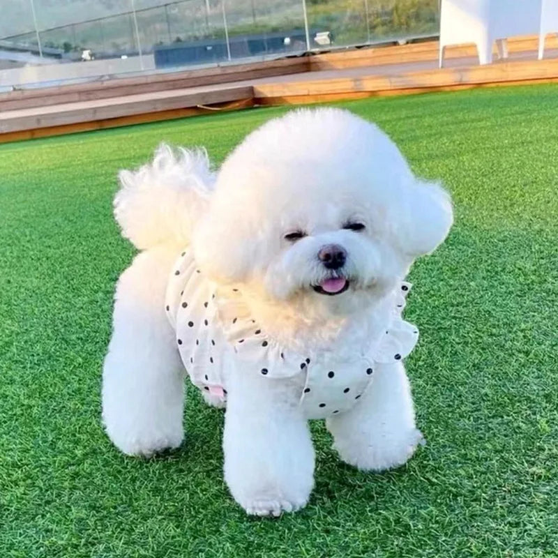 White polka-dot cotton pet dress by PetoPop, ruffled neckline, worn by fluffy white dog on green grass, front view