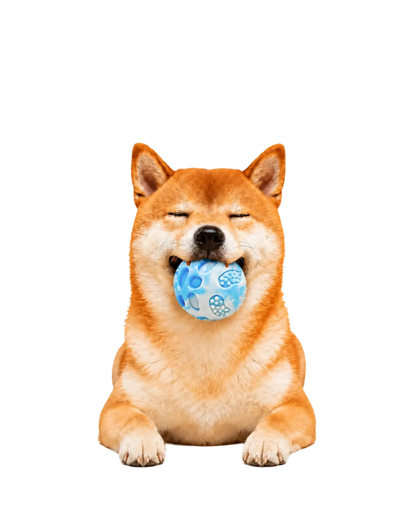 かわいい柴犬がおもちゃで遊んでいる