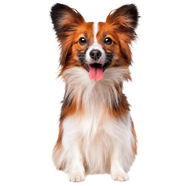 犬用おもちゃ・犬服・犬用品コレクションを紹介する犬の画像