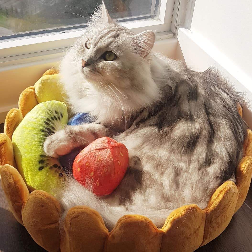 PetoPop Detachable Toast Bread Pet Bed and Plush Orthopedic Cushion