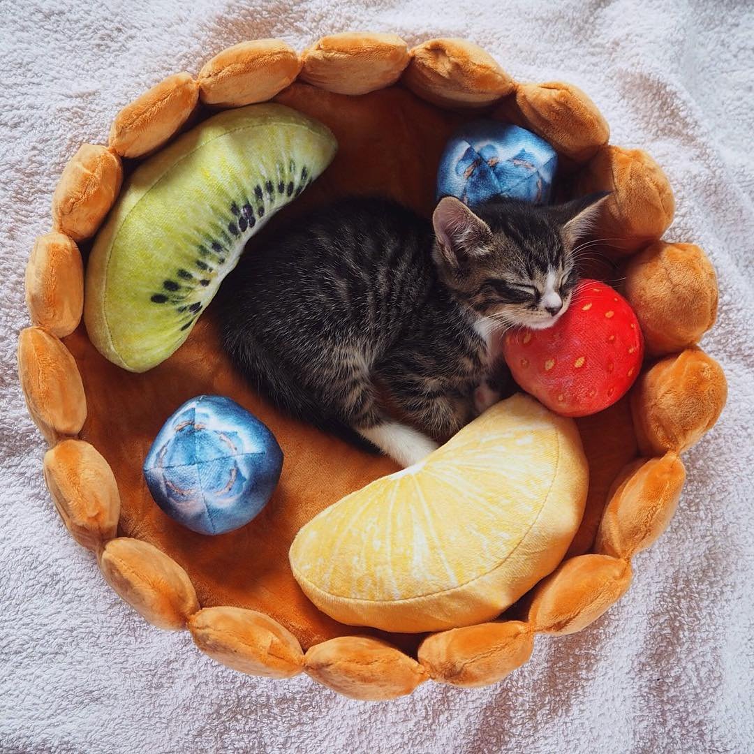 PetoPop Detachable Toast Bread Pet Bed and Plush Orthopedic Cushion