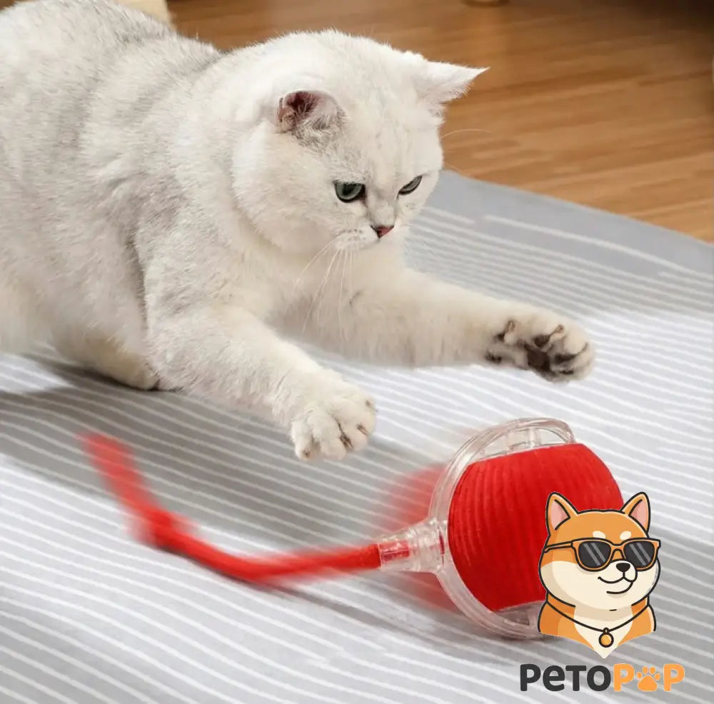 猫用インタラクティブボール（自動回転式のおもちゃ、ネズミのしっぽ付き）がpetopop.com製で、猫が遊んでいる様子
