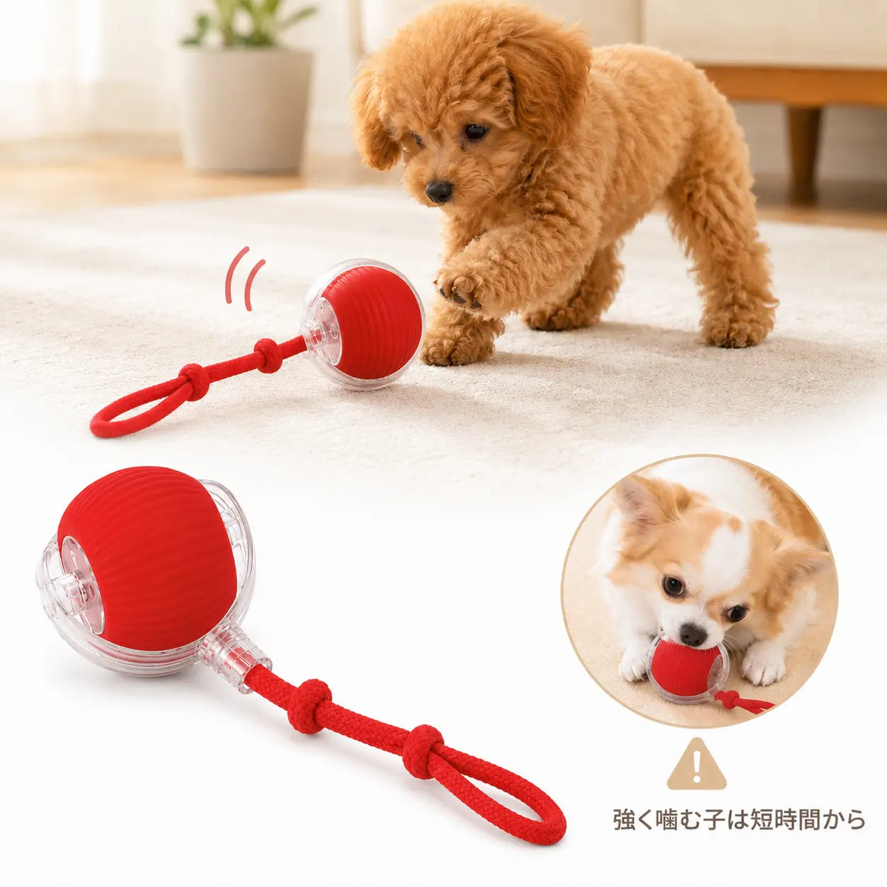 小型犬が室内で自動転がりボールおもちゃを追いかけて遊んでいる様子
